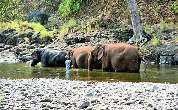Read more about the article New DNA analysis shows 20% dip in elephant population
