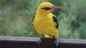 Read more about the article India has seen mixed results for species trends, bird populations in open habitats have declined