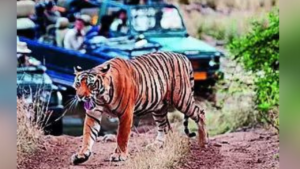 Read more about the article Ranthambore’s missing tigers: A tale of turf wars and human threat