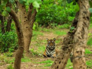 Read more about the article 3-year-old male tiger added to Ramgarh Vishdhari Tiger Reserve in Rajasthan