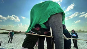 Read more about the article Collaring chaos to save lives, crops in Assam’s elephant corridors