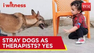 Read more about the article How stray dogs can make for good therapists