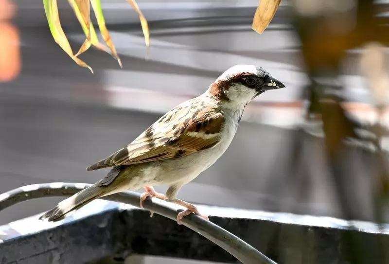 You are currently viewing ‘Now sparrows seen only in pictures, videos’: PM Modi
