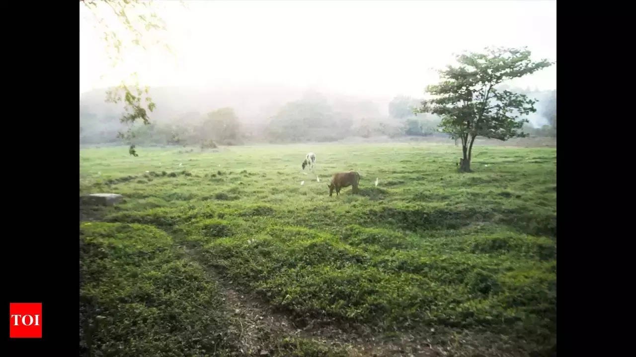 You are currently viewing From parched earth to green pastures
