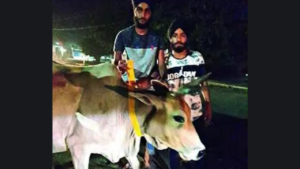 Read more about the article Fluorescent strips on UP stray cattle to curb crashes at night
