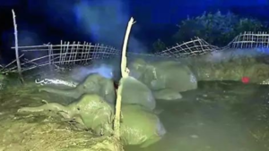 Read more about the article Village answers trunk calls, saves jumbos