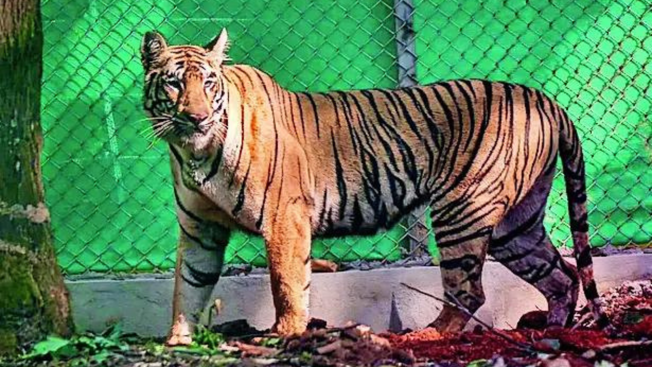 You are currently viewing Days after straying into Jharkhand, tigress looks set for Odisha return