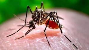 Read more about the article India registers ‘significant progress’ in reducing malaria cases: WHO