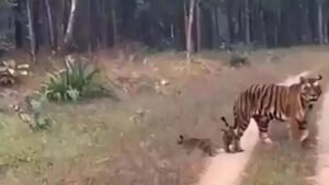 Read more about the article Two mauled to death by tigers in MP district