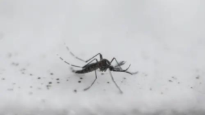 Read more about the article No of high malaria burden states down from 10 in 2015 to 2 in 2023: Health ministry