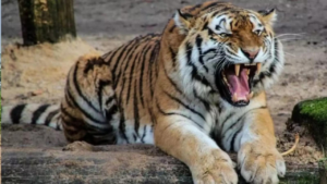 Read more about the article Skewed sex ratio sparks tiger fights in Ranthambore