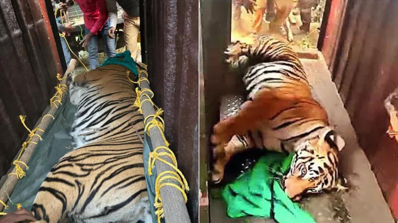 You are currently viewing 21 days on, wandering Odisha tigress sedated, captured in West Bengal village