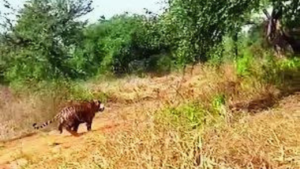 Read more about the article Straying Sariska tiger found in kitchen