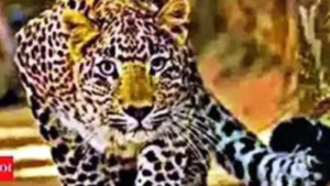 Read more about the article Struck by bike, leopard attacks rider, both die