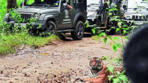 Read more about the article Gypsies corner tigers in reserve, HC steps in