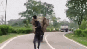 Read more about the article Watch: Elephant chases man, man chases elephant; IFS warns don’t ‘for your fun’