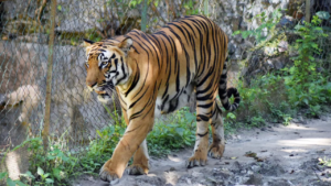 Read more about the article Top court bats for pan-India policy to regulate activities in tiger reserves