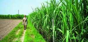 Read more about the article Maha backs Rs 1,104 crore loans to sugar co-ops linked to Mahayuti leaders