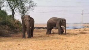 Read more about the article Haathi kiska saathi? Battle for jumbo that crossed border