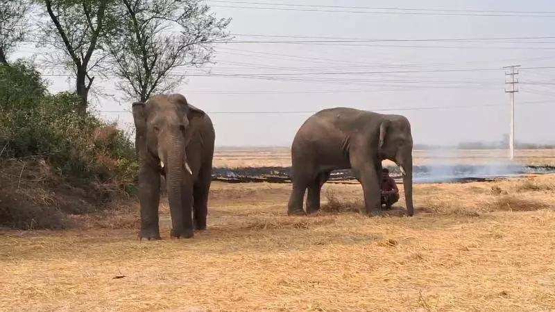 You are currently viewing Haathi kiska saathi? Battle for jumbo that crossed border