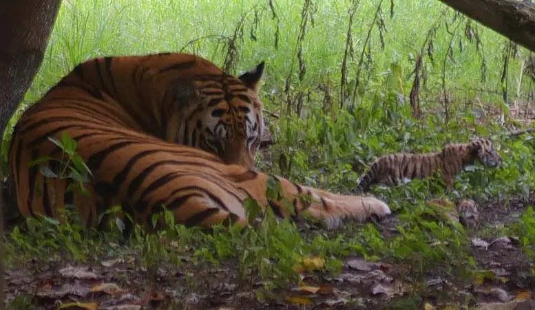 You are currently viewing Tigress dies from train hit in Maharashtra forest area