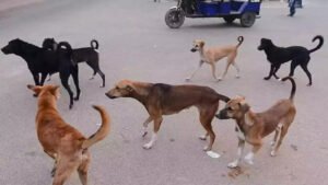 Read more about the article Rabid dog bites 35 people in 6 hours in MP’s Chhatarpur