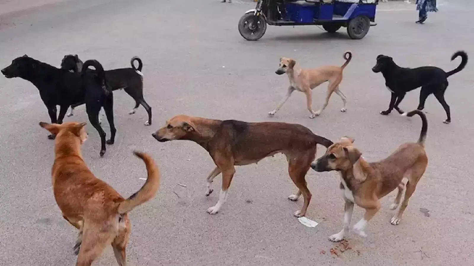 You are currently viewing Rabid dog bites 35 people in 6 hours in MP’s Chhatarpur