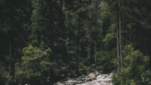 Read more about the article Authorities issue forest fire warning for Kashmir in the coming week