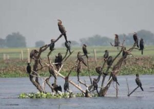 Read more about the article 4 more wetlands in India get Ramsar tag, Jharkhand and Sikkim get their first ones in the list