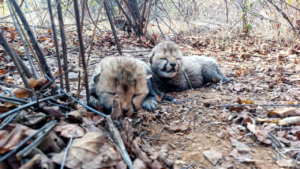 Read more about the article Cheetah Veera gives birth to two cubs at Kuno National Park