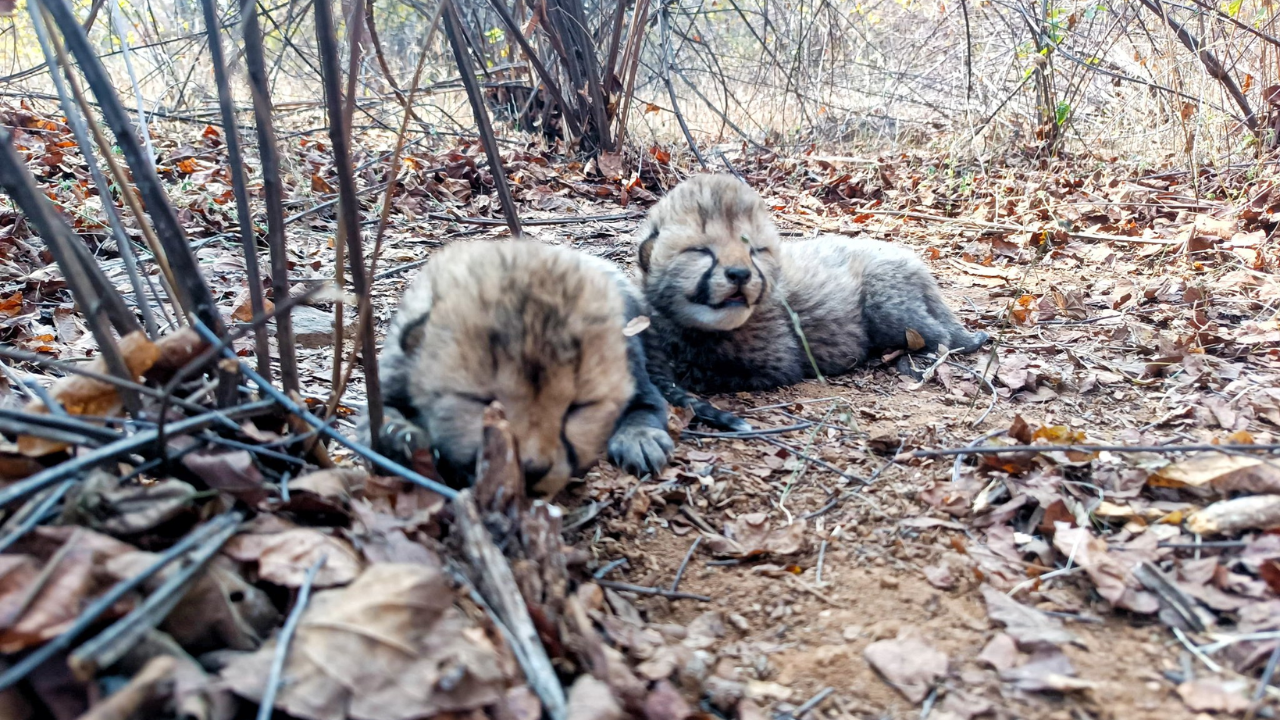 You are currently viewing Cheetah Veera gives birth to two cubs at Kuno National Park