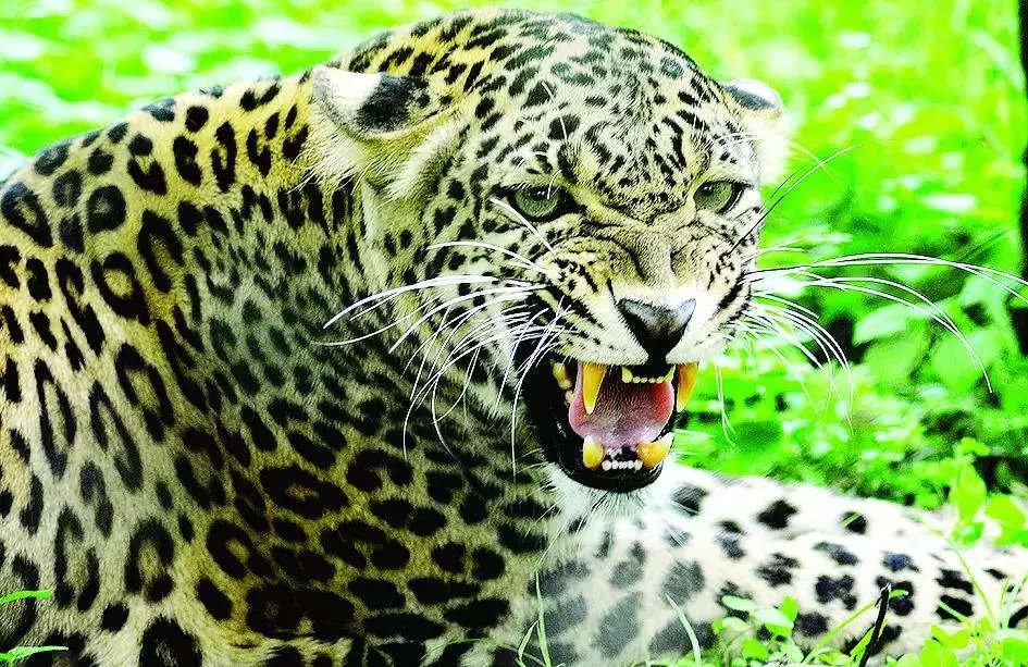 You are currently viewing After wolves, now unrestrained leopard terrorises UP’s Bahraich