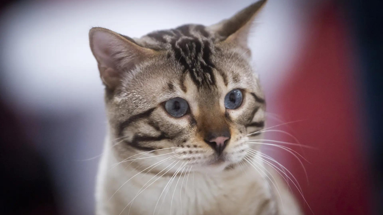 You are currently viewing CCTV uncovers feline culprit after meat in Shiva Temple sparks protest