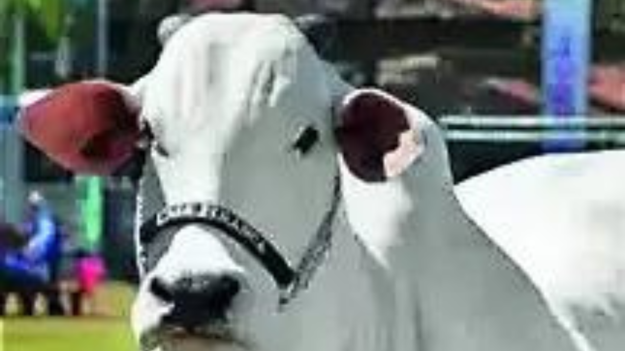 You are currently viewing Ongole cow sold for Rs 41 crore in Brazil