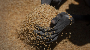 Read more about the article Govt to to end duty free import of yellow peas after over one year