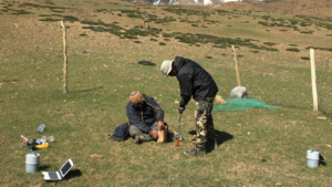 Read more about the article Replacing wild herbivores with livestock hurting insects in Himalayas