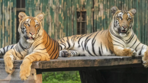 Read more about the article What happens to Zeenat will decide the fate of 15 tigers in India