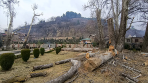 Read more about the article Chinar trees ‘felled’ in J-K’s Anantnag, NC’s Bijbehara MLA seeks probe