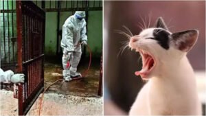 Read more about the article Avian influenza (H5N1) in India: Bird flu detected in 3 more pet cats, a live bird