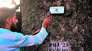 Read more about the article Digital Aadhaar shields Kashmir’s Chinars from axe of greed