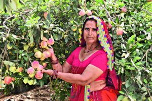 Read more about the article Apples from Thar: Rajasthan farmers cultivate a taste of Himalayas