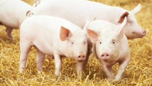 Read more about the article African swine fever kills over 500 pigs in Mizoram this year; all you need to know