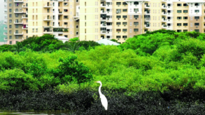 Read more about the article Mumbai residents show ‘will to pay’ for mangrove conservation