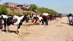 Read more about the article Land not available, Kashipur’s historic horse market shuts down
