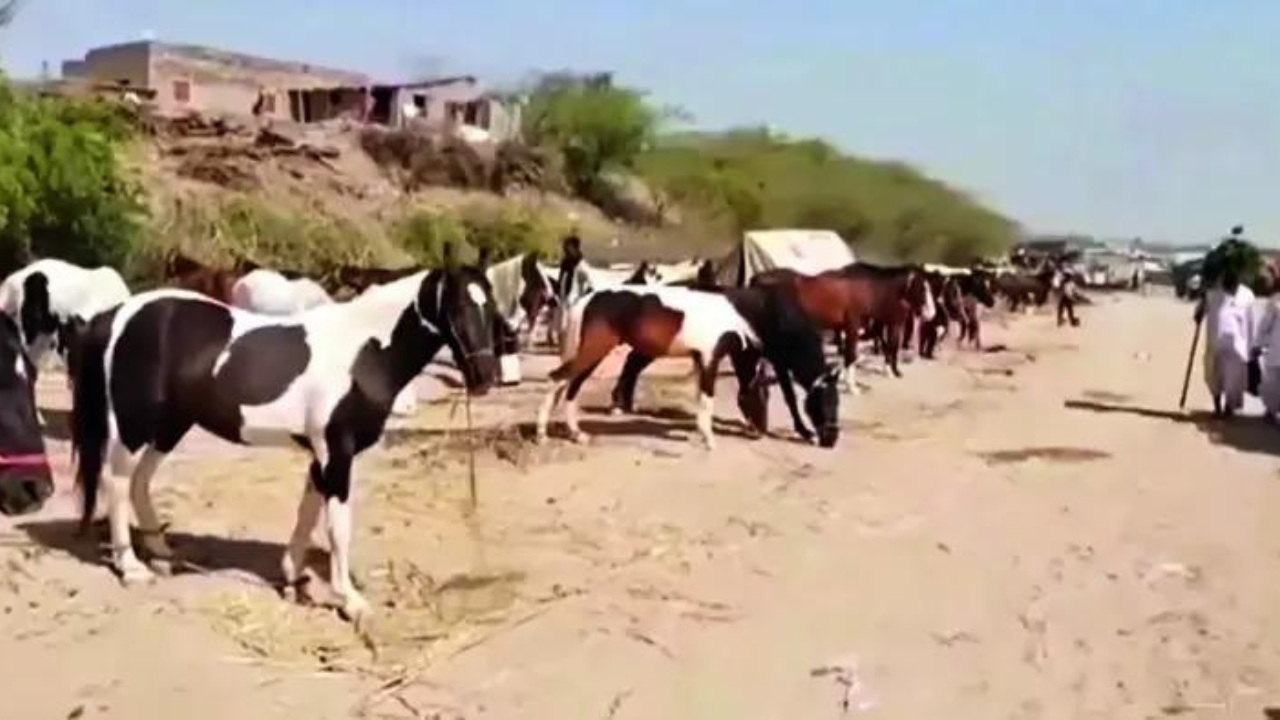 You are currently viewing Land not available, Kashipur’s historic horse market shuts down