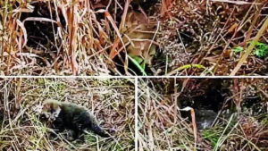 Read more about the article MP: 5 more cheetah cubs born at Kuno, tourism zooms