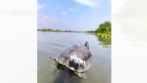Read more about the article Red-Crowned Roofed Turtles, last seen in Ganga’s main channel 30 years ago, reintroduced in river