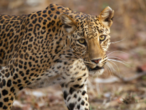 Read more about the article Kaziranga cheers as 2 tiger cubs are sighted