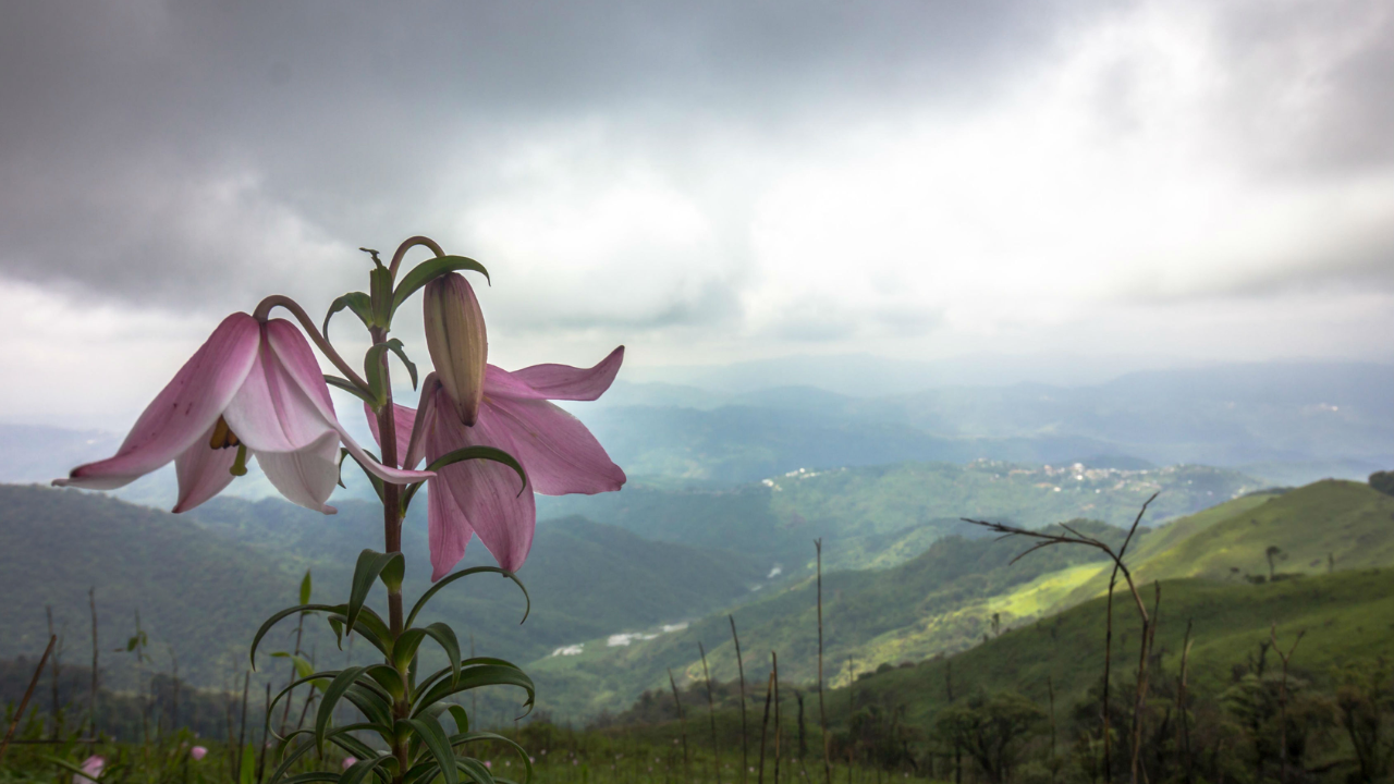 You are currently viewing Shirui Lily festival: A five-day celebration of culture, nature and adventure in Manipur’s Ukhrul
