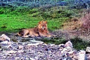 Read more about the article Pride of Gujarat breaks new ground, 891 wild lions call state home